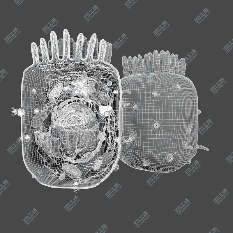 images/goods_img/202104091/Animal Cell(1)/5.jpg